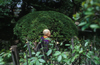 Japanese garden, Shitennoji Temple, Osaka, Japan. 2002