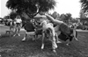 Homecoming week, California. 1990