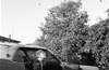 Dave as anxiety, in the backyard, of broken down cars, somewhere north of where route 66 ended into the ocean of hyperreal hallucinations.